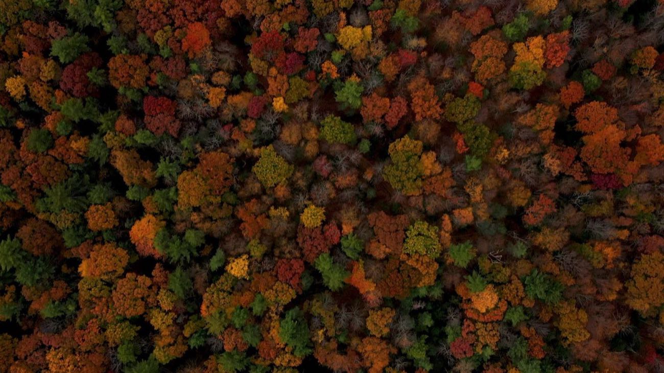 AI film drew the deepest field of 2026